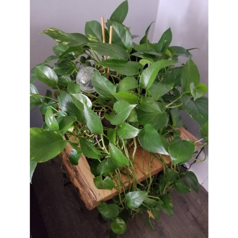 🌱Devils Ivy🌱 Epipremnum Aureum Clipping